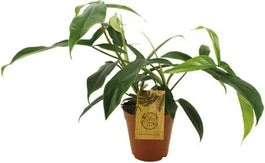 Philodendron (Philodendron 69686) D 15 H 50 Cm 3 Philodendron (Philodendron 69686) D 15 H 50 Cm