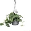 Scindapsus In Hangpot (Scindapsus Pictus 'Argyraeus') D 14 H 40 Cm 2 Scindapsus In Hangpot (Scindapsus Pictus 'Argyraeus') D 14 H 40 Cm -Groene Bloom Winkel 8720196791316