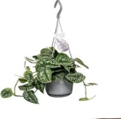 Scindapsus In Hangpot (Scindapsus Pictus 'Argyraeus') D 14 H 40 Cm