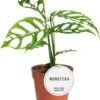 Gatenplant (Monstera Obliqua 'Peru') D 12 H 25 Cm -Groene Bloom Winkel 8720196791378