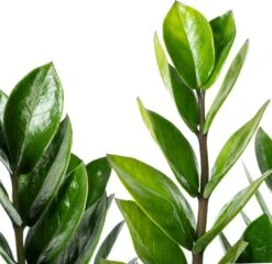 Groene Bloom Winkel -Groene Bloom Winkel 8720196791538 2