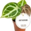 Aderplant (Anthurium Crystallinum) D 6 H 15 Cm 1 Aderplant (Anthurium Crystallinum) D 6 H 15 Cm -Groene Bloom Winkel 8720196792832