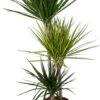 Drakenbloedboom (Dracaena Marginata 'Carnaval') D 21 H 115 Cm 1 Drakenbloedboom (Dracaena Marginata 'Carnaval') D 21 H 115 Cm -Groene Bloom Winkel 8720196793754