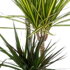 Drakenbloedboom (Dracaena Marginata 'Carnaval') D 21 H 115 Cm 5 Drakenbloedboom (Dracaena Marginata 'Carnaval') D 21 H 115 Cm -Groene Bloom Winkel 8720196793754 1