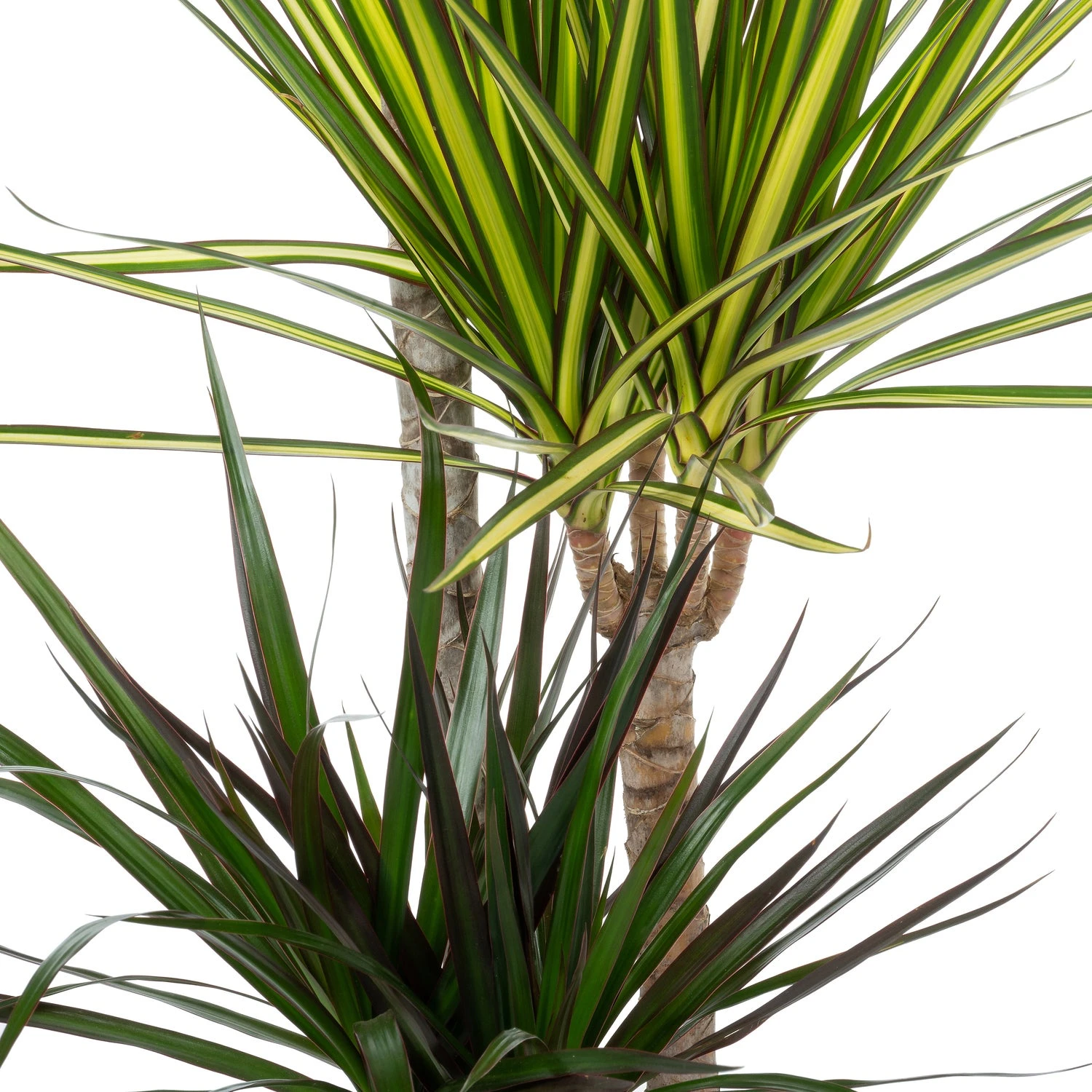 Drakenbloedboom (Dracaena Marginata 'Carnaval') D 21 H 115 Cm 4 Drakenbloedboom (Dracaena Marginata 'Carnaval') D 21 H 115 Cm - Afbeelding 2