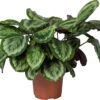 Calathea (Calathea 'Misty') D 27 H 90 Cm -Groene Bloom Winkel 8720196793761