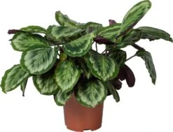 Calathea (Calathea 'Misty') D 27 H 90 Cm