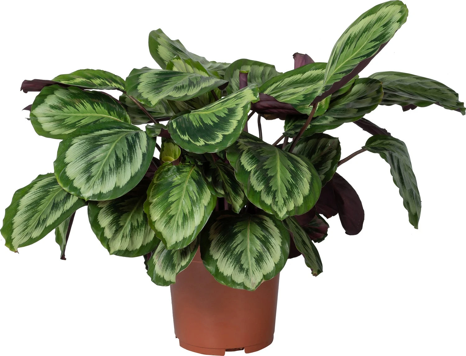 Calathea (Calathea 'Misty') D 27 H 90 Cm 3 Calathea (Calathea 'Misty') D 27 H 90 Cm