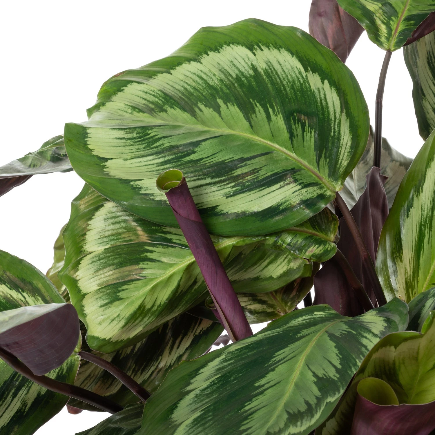 Calathea (Calathea 'Misty') D 27 H 90 Cm 4 Calathea (Calathea 'Misty') D 27 H 90 Cm - Afbeelding 2