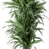 Drakenbloedboom (Dracaena Fragrans 'Warneckei') D 31 H 140 Cm 2 Drakenbloedboom (Dracaena Fragrans 'Warneckei') D 31 H 140 Cm -Groene Bloom Winkel 8720196795512