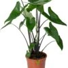 Olifantsoor (Alocasia 'Black Zebrina') D 21 H 95 Cm 1 Olifantsoor (Alocasia 'Black Zebrina') D 21 H 95 Cm -Groene Bloom Winkel 8720196795543