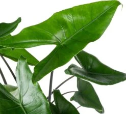 Olifantsoor (Alocasia 'Black Zebrina') D 21 H 95 Cm -Groene Bloom Winkel 8720196795543 1