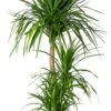 Drakenbloedboom (Dracaena Draco) D 34 H 150 Cm -Groene Bloom Winkel 8720196795659