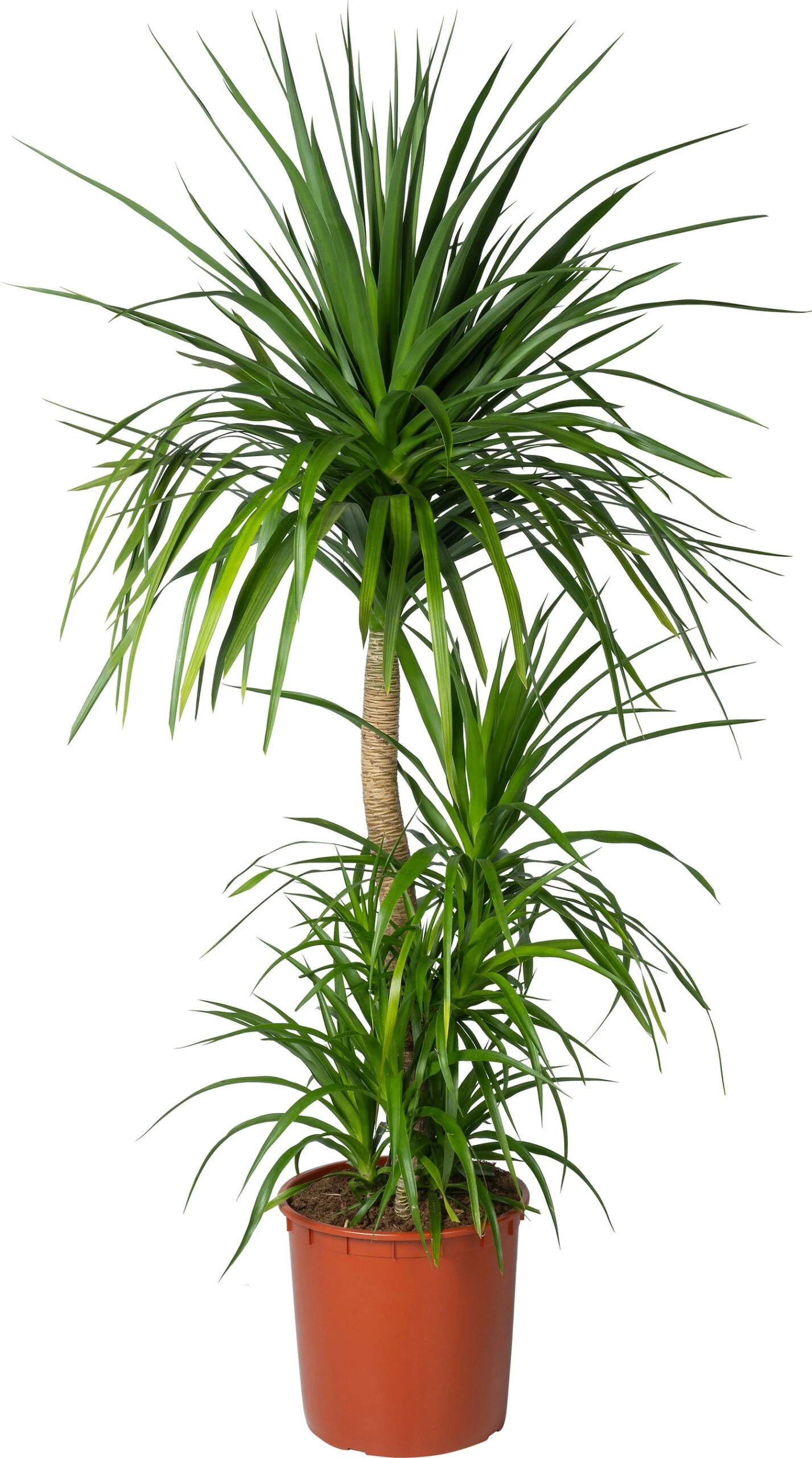 Drakenbloedboom (Dracaena Draco) D 34 H 150 Cm 3 Drakenbloedboom (Dracaena Draco) D 34 H 150 Cm