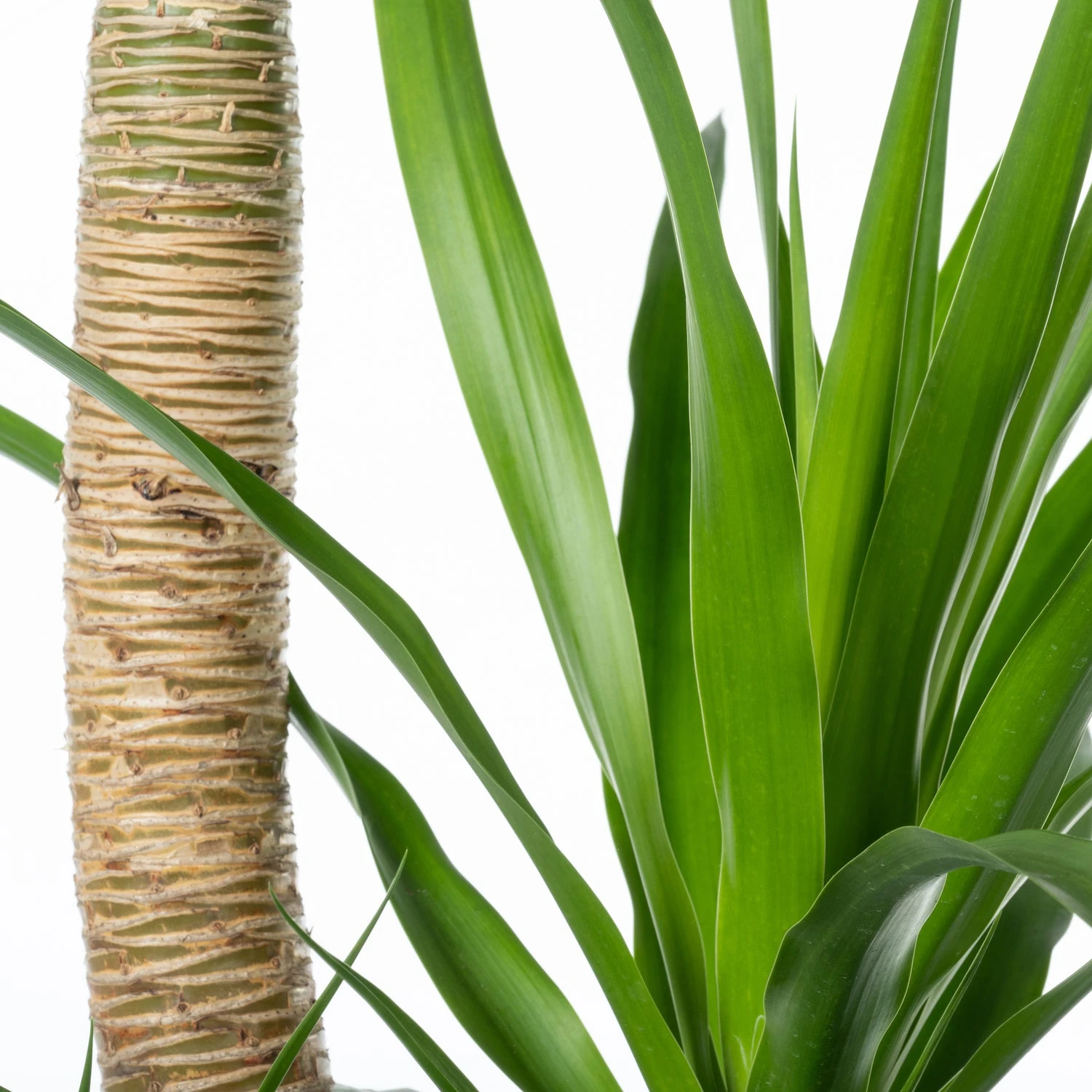 Drakenbloedboom (Dracaena Draco) D 34 H 150 Cm 4 Drakenbloedboom (Dracaena Draco) D 34 H 150 Cm - Afbeelding 2