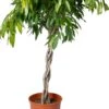 Rubberboom (Ficus Binnendijkii 'Amstel King') D 30 H 140 Cm 2 Rubberboom (Ficus Binnendijkii 'Amstel King') D 30 H 140 Cm -Groene Bloom Winkel 8720196795666