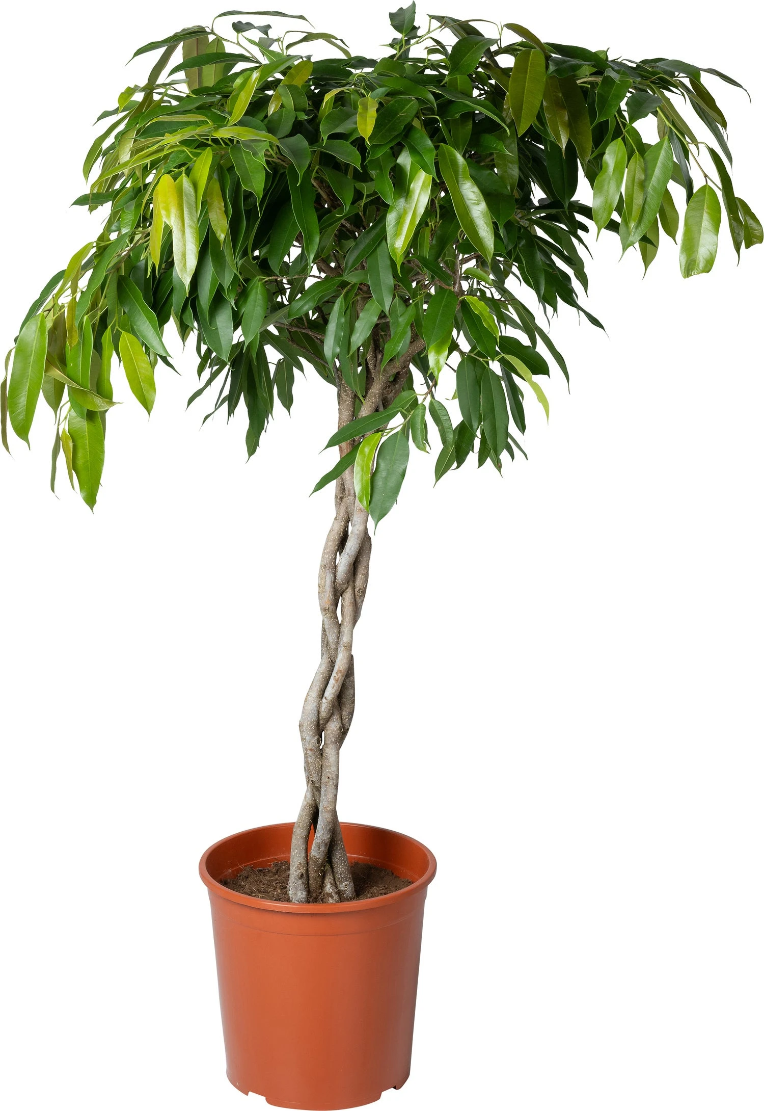 Rubberboom (Ficus Binnendijkii 'Amstel King') D 30 H 140 Cm 3 Rubberboom (Ficus Binnendijkii 'Amstel King') D 30 H 140 Cm