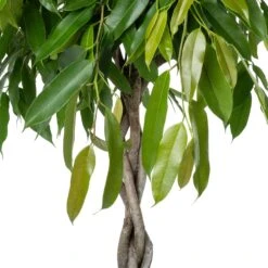 Rubberboom (Ficus Binnendijkii 'Amstel King') D 30 H 140 Cm 5 Rubberboom (Ficus Binnendijkii 'Amstel King') D 30 H 140 Cm -Groene Bloom Winkel 8720196795666 1