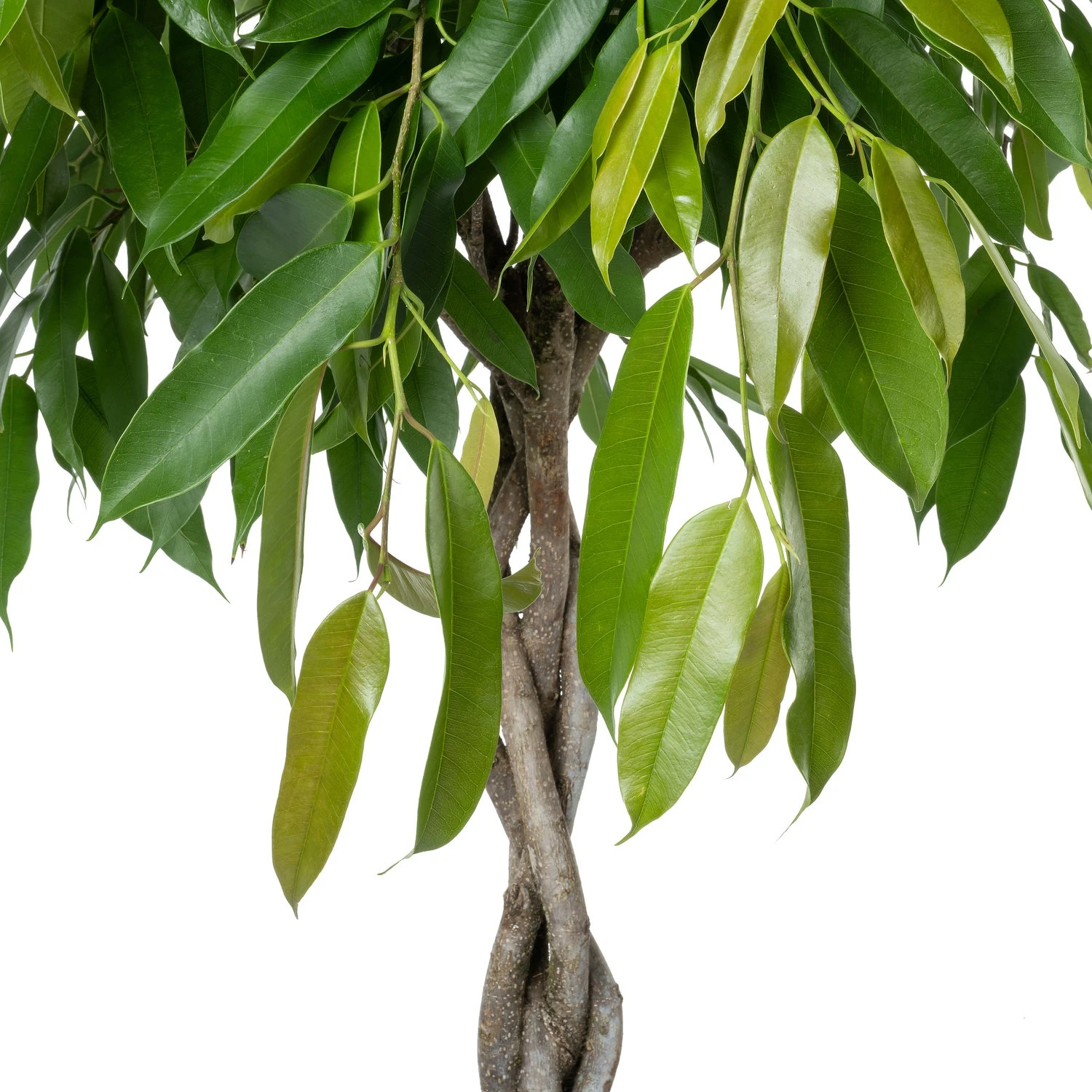 Rubberboom (Ficus Binnendijkii 'Amstel King') D 30 H 140 Cm 4 Rubberboom (Ficus Binnendijkii 'Amstel King') D 30 H 140 Cm - Afbeelding 2