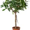 Groene Vijg Op Stam (Ficus Cyathistipula) D 30 H 150 Cm 2 Groene Vijg Op Stam (Ficus Cyathistipula) D 30 H 150 Cm -Groene Bloom Winkel 8720196795673