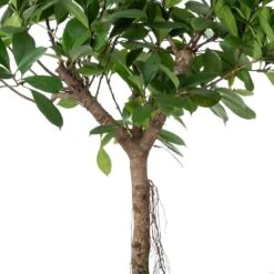 Groene Vijg Op Stam (Ficus Cyathistipula) D 30 H 150 Cm -Groene Bloom Winkel 8720196795673 2