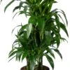 Drakenbloedboom (Dracaena Fragrans 'Janet Craig') D 24 H 120 Cm -Groene Bloom Winkel 8720196796410