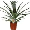 Ananasplant (Bromelia Ananas 'Champaca') D 14 H 60 Cm 2 Ananasplant (Bromelia Ananas 'Champaca') D 14 H 60 Cm -Groene Bloom Winkel 8720196797349 0