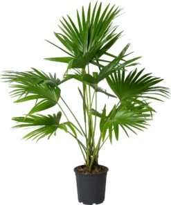 Chinese Schermpalm (Livistona Chinensis) D 24 H 90 Cm