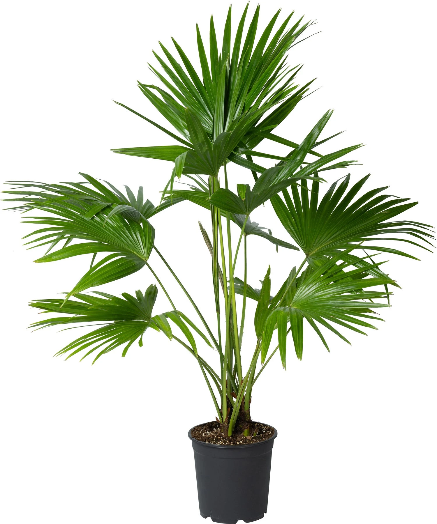 Chinese Schermpalm (Livistona Chinensis) D 24 H 90 Cm 3 Chinese Schermpalm (Livistona Chinensis) D 24 H 90 Cm