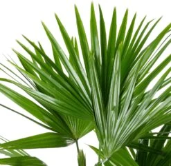 Chinese Schermpalm (Livistona Chinensis) D 24 H 90 Cm 5 Chinese Schermpalm (Livistona Chinensis) D 24 H 90 Cm -Groene Bloom Winkel 8720196797677 2