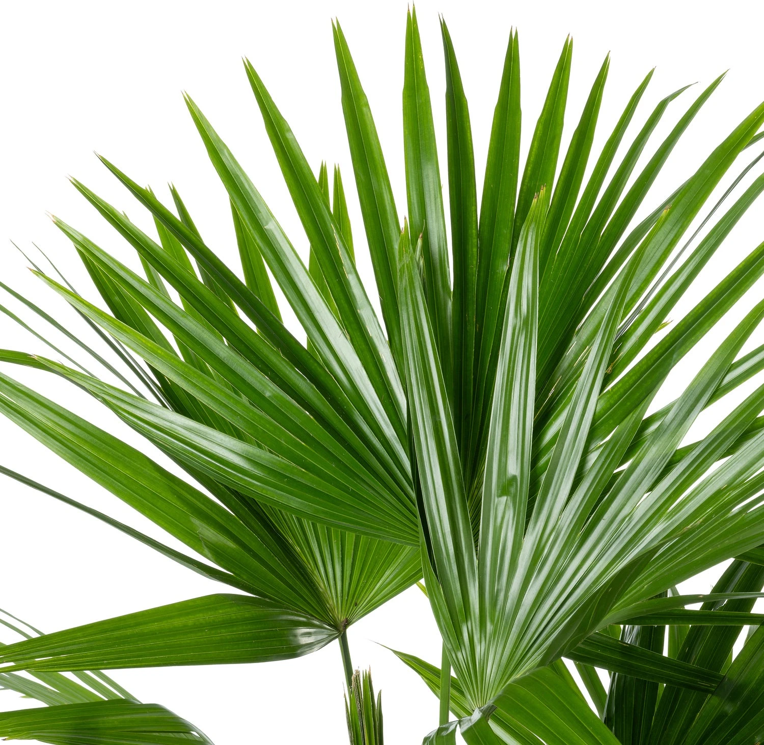 Chinese Schermpalm (Livistona Chinensis) D 24 H 90 Cm 4 Chinese Schermpalm (Livistona Chinensis) D 24 H 90 Cm - Afbeelding 2