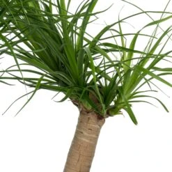 Olifantsvoet (Beaucarnea Recurvata) D 30 H 120 Cm -Groene Bloom Winkel 8720196797691 2