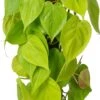 Philodendron Op Duurzame Klimstok (Philodendron Scandens 'Lime') D 14 H 50 Cm 1 Philodendron Op Duurzame Klimstok (Philodendron Scandens 'Lime') D 14 H 50 Cm -Groene Bloom Winkel 8720196798179