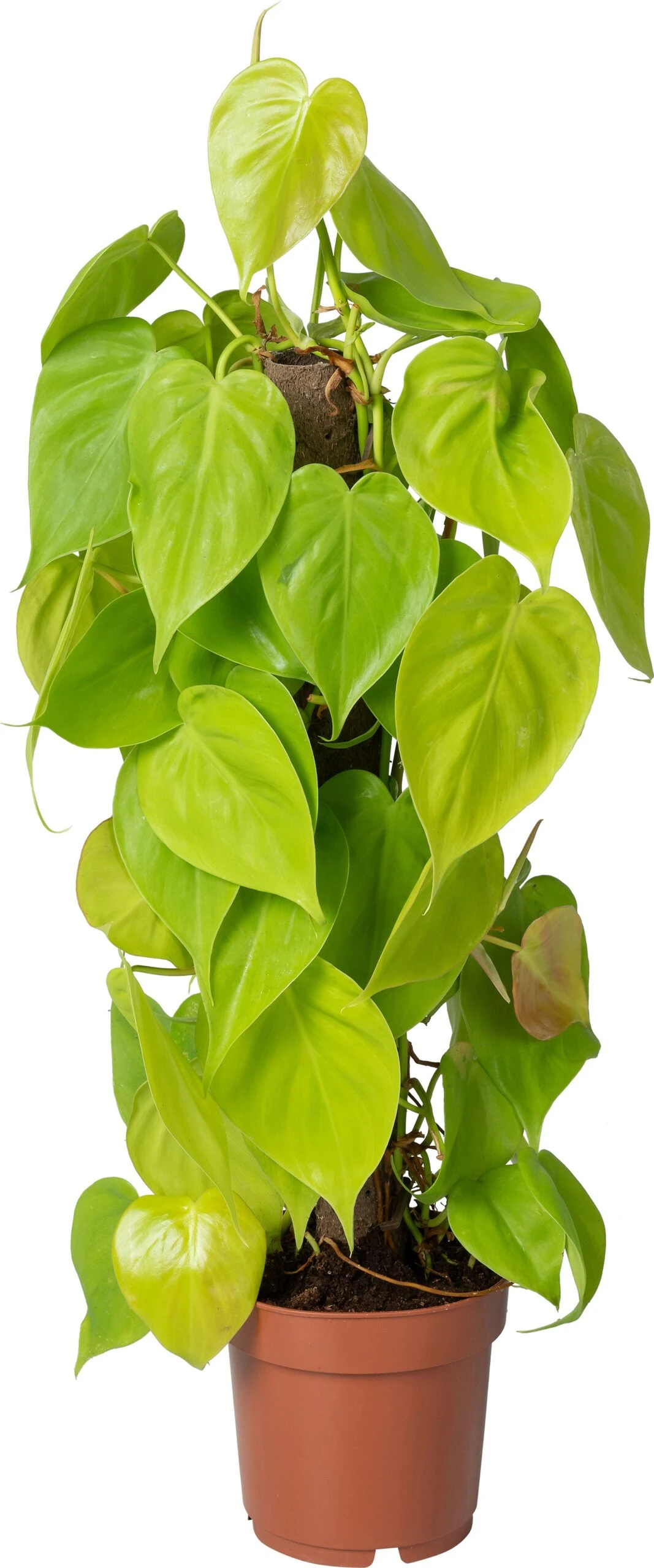 Philodendron Op Duurzame Klimstok (Philodendron Scandens 'Lime') D 14 H 50 Cm 3 Philodendron Op Duurzame Klimstok (Philodendron Scandens 'Lime') D 14 H 50 Cm