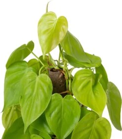 Philodendron Op Duurzame Klimstok (Philodendron Scandens 'Lime') D 14 H 50 Cm 5 Philodendron Op Duurzame Klimstok (Philodendron Scandens 'Lime') D 14 H 50 Cm -Groene Bloom Winkel 8720196798179 1