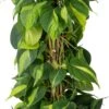 Philodendron Op Duurzame Klimstok (Philodendron Scandens 'Brasil') D 19 H 80 Cm -Groene Bloom Winkel 8720196798193