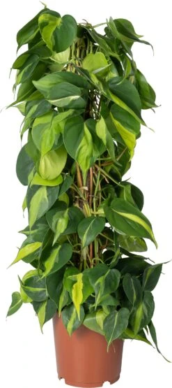 Philodendron Op Duurzame Klimstok (Philodendron Scandens 'Brasil') D 19 H 80 Cm