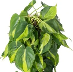 Philodendron Op Duurzame Klimstok (Philodendron Scandens 'Brasil') D 19 H 80 Cm -Groene Bloom Winkel 8720196798193 1