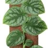 Vlakke Gatenplant Op Duurzame Klimstok (Monstera Dubia) D 14 H 46 Cm 2 Vlakke Gatenplant Op Duurzame Klimstok (Monstera Dubia) D 14 H 46 Cm -Groene Bloom Winkel 8720196798223