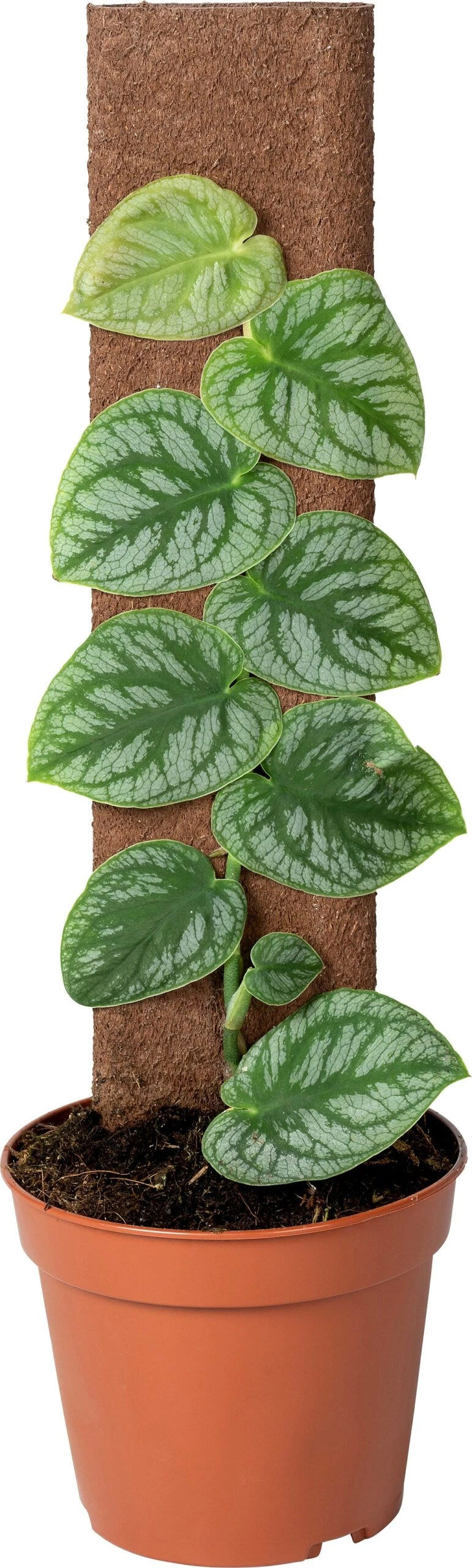 Vlakke Gatenplant Op Duurzame Klimstok (Monstera Dubia) D 14 H 46 Cm 3 Vlakke Gatenplant Op Duurzame Klimstok (Monstera Dubia) D 14 H 46 Cm