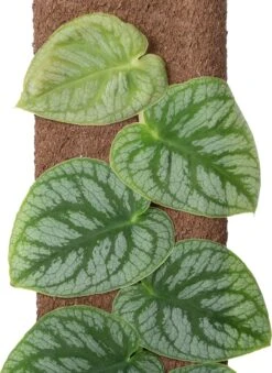 Vlakke Gatenplant Op Duurzame Klimstok (Monstera Dubia) D 14 H 46 Cm 5 Vlakke Gatenplant Op Duurzame Klimstok (Monstera Dubia) D 14 H 46 Cm -Groene Bloom Winkel 8720196798223 2