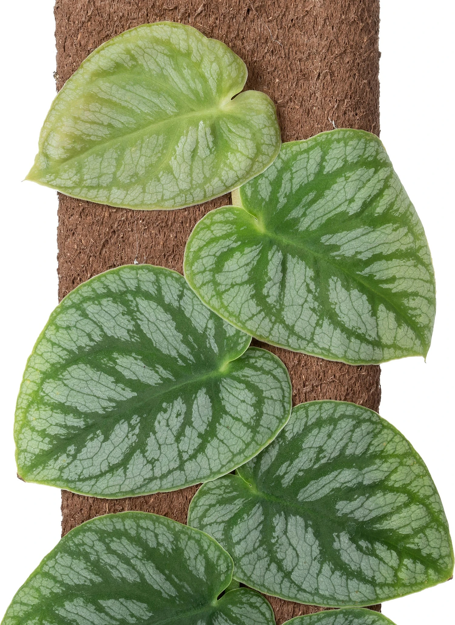 Vlakke Gatenplant Op Duurzame Klimstok (Monstera Dubia) D 14 H 46 Cm 4 Vlakke Gatenplant Op Duurzame Klimstok (Monstera Dubia) D 14 H 46 Cm - Afbeelding 2