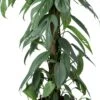 Drakenklimop Op Duurzame Klimstok (Epipremnum Pinnatum 'Cebu Blue') D 17 H 65 Cm 2 Drakenklimop Op Duurzame Klimstok (Epipremnum Pinnatum 'Cebu Blue') D 17 H 65 Cm -Groene Bloom Winkel 8720196798254