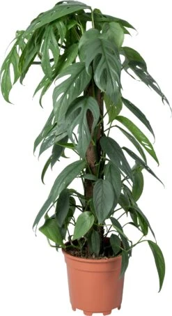 Drakenklimop Op Duurzame Klimstok (Epipremnum Pinnatum 'Cebu Blue') D 17 H 65 Cm