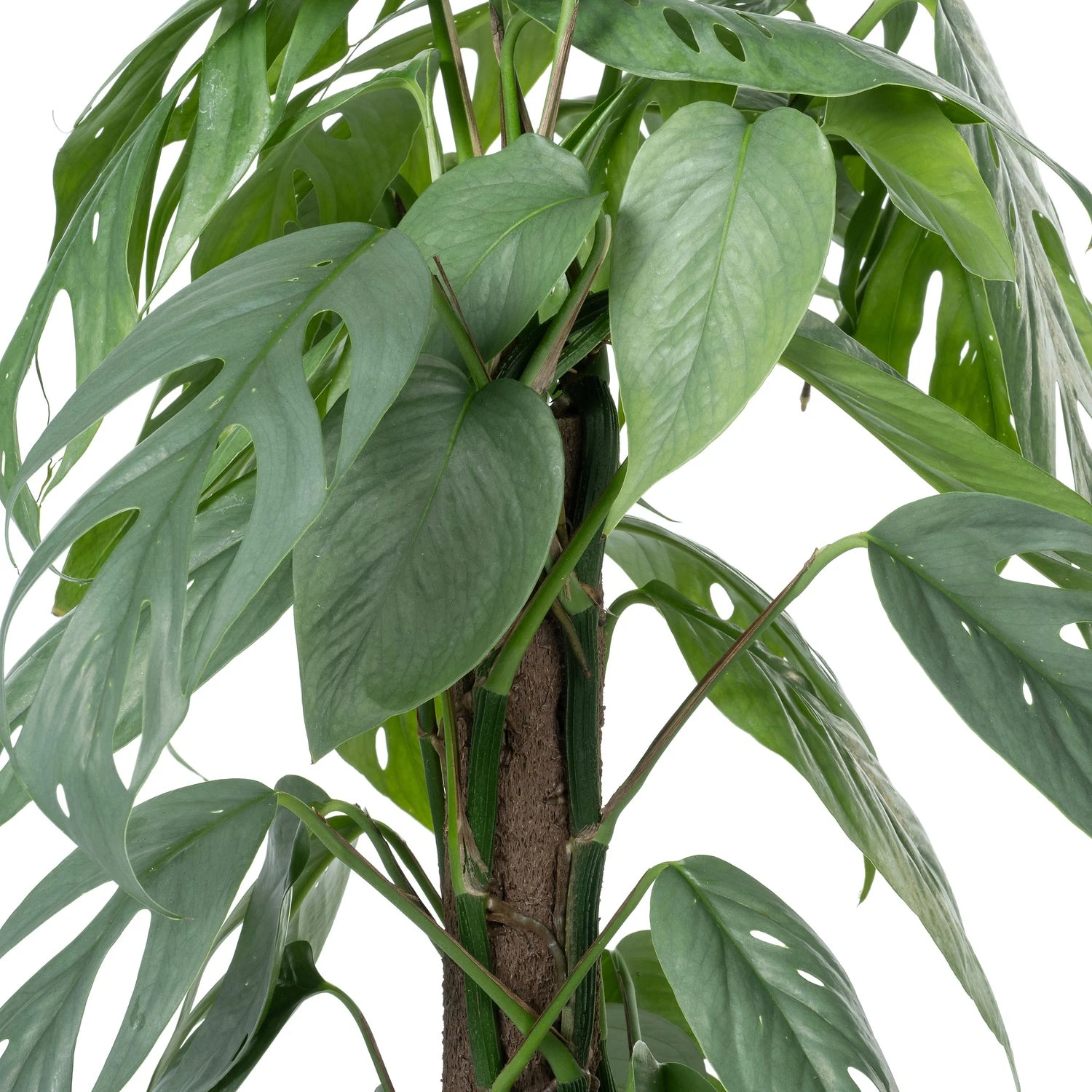 Drakenklimop Op Duurzame Klimstok (Epipremnum Pinnatum 'Cebu Blue') D 17 H 65 Cm 4 Drakenklimop Op Duurzame Klimstok (Epipremnum Pinnatum 'Cebu Blue') D 17 H 65 Cm - Afbeelding 2