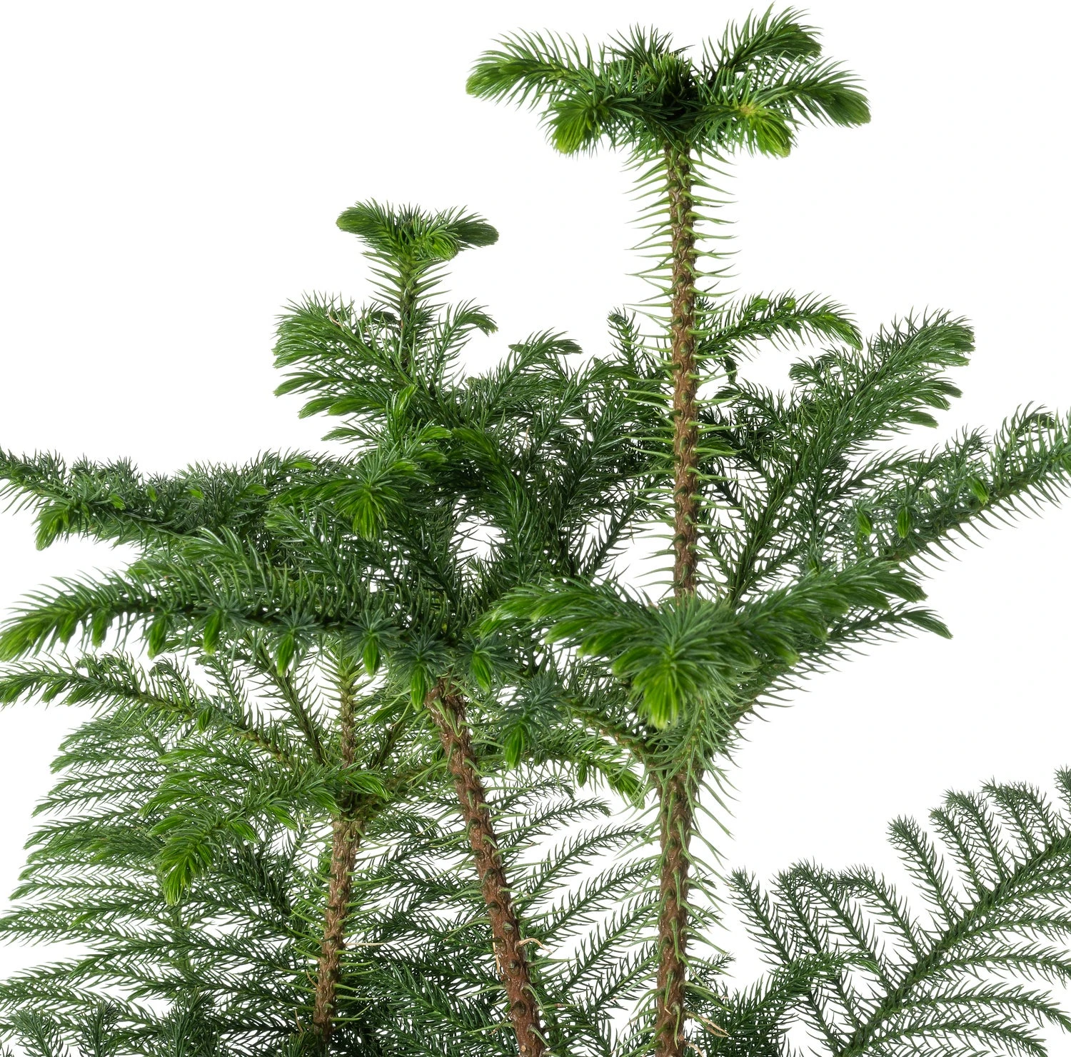 Kamerden (Araucaria Heterophylla 'Hawaii') D 24 H 120 Cm 4 Kamerden (Araucaria Heterophylla 'Hawaii') D 24 H 120 Cm - Afbeelding 2