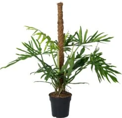Philodendron Op Mosstok (Philodendron Elegans 'Trixi') D 21 H 100 Cm