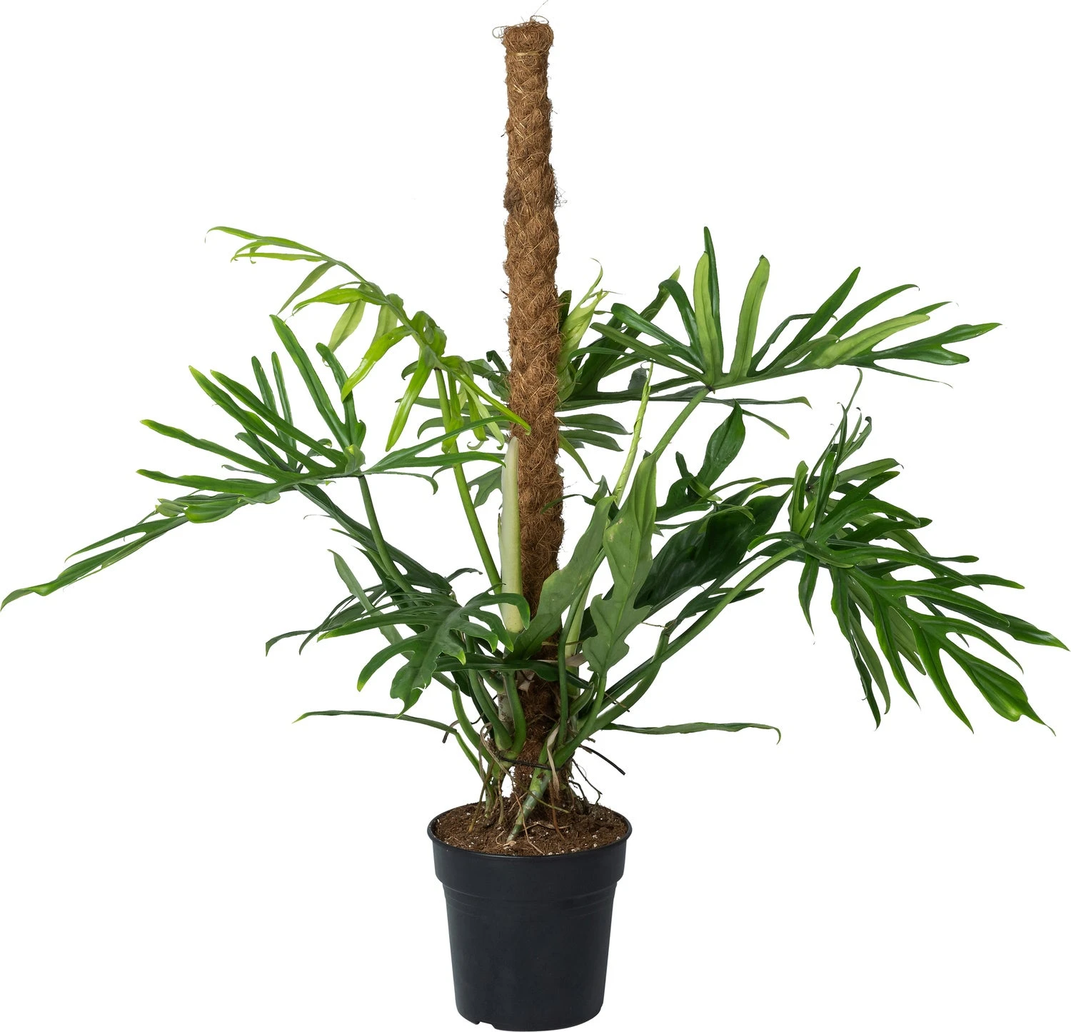 Philodendron Op Mosstok (Philodendron Elegans 'Trixi') D 21 H 100 Cm 3 Philodendron Op Mosstok (Philodendron Elegans 'Trixi') D 21 H 100 Cm