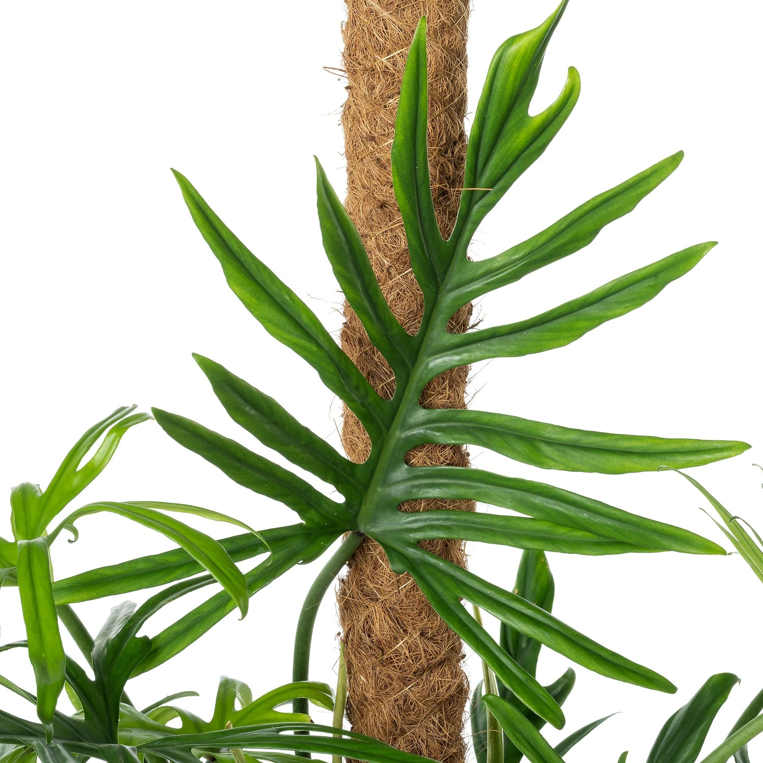 Philodendron Op Mosstok (Philodendron Elegans 'Trixi') D 21 H 100 Cm 4 Philodendron Op Mosstok (Philodendron Elegans 'Trixi') D 21 H 100 Cm - Afbeelding 2