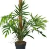 Philodendron Op Mosstok (Philodendron Elegans 'Trixi') D 24 H 120 Cm 2 Philodendron Op Mosstok (Philodendron Elegans 'Trixi') D 24 H 120 Cm -Groene Bloom Winkel 8720196799657